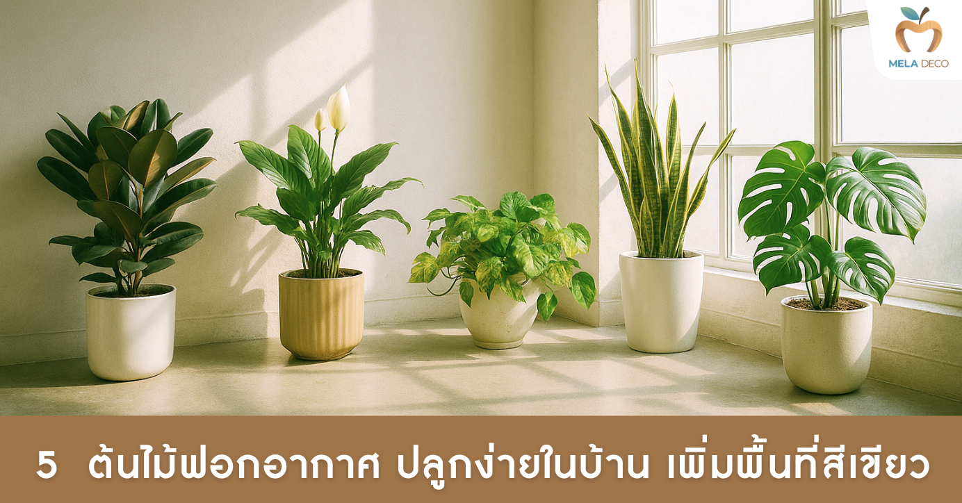 5 ต้นไม้ฟอกอากาศ