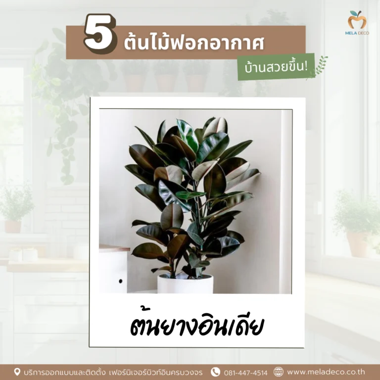 ต้นยางอินเดีย