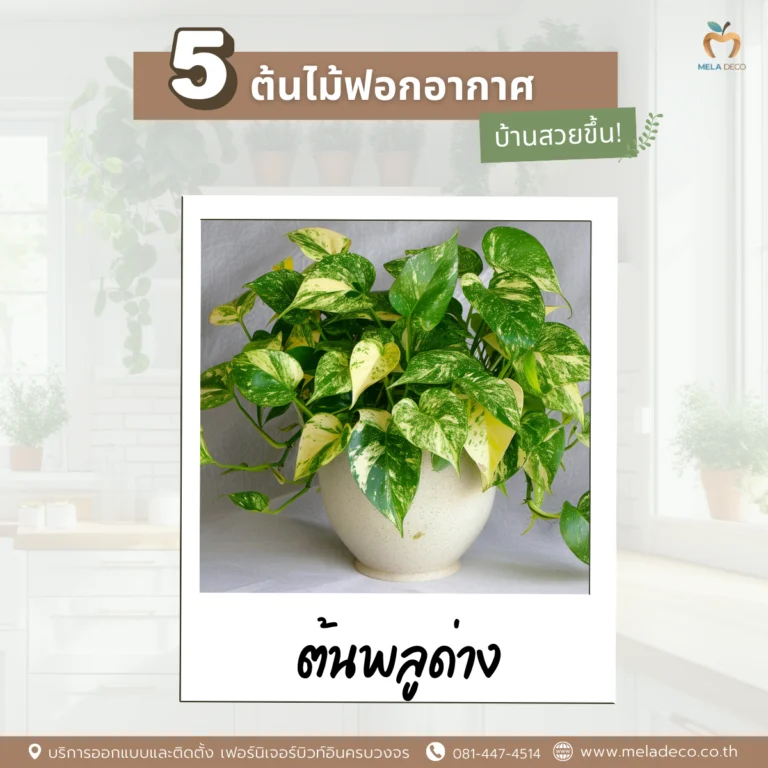 ต้นพลูด่าง