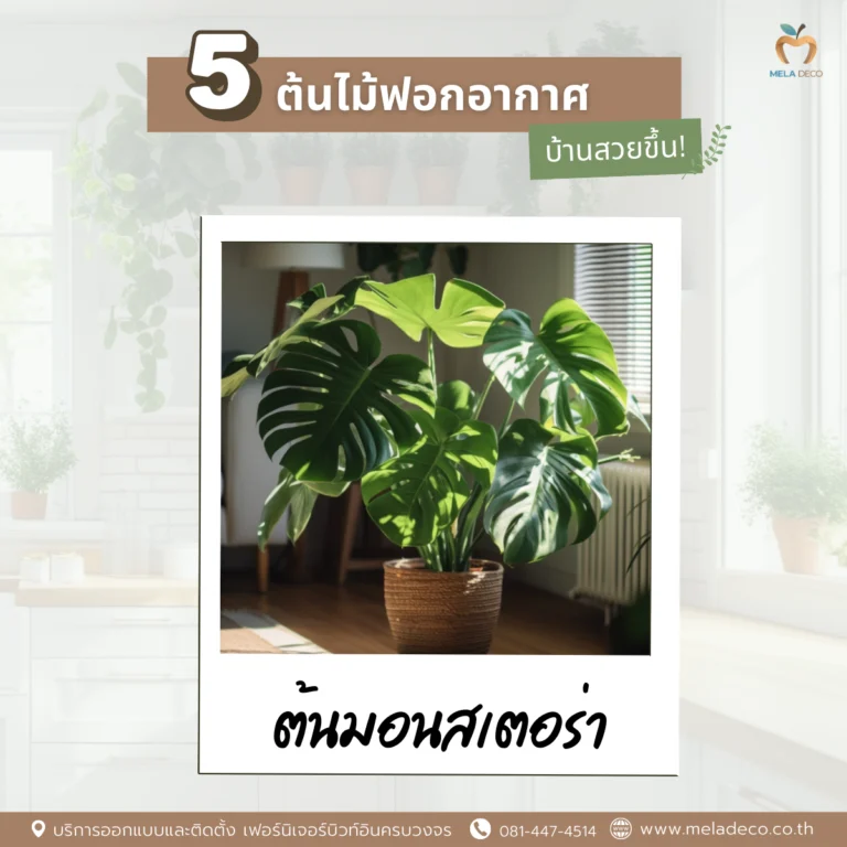 ต้นมอนสเตอร่า