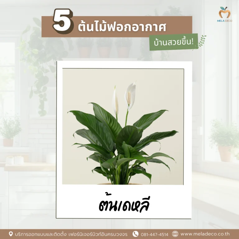 ต้นเดหลี